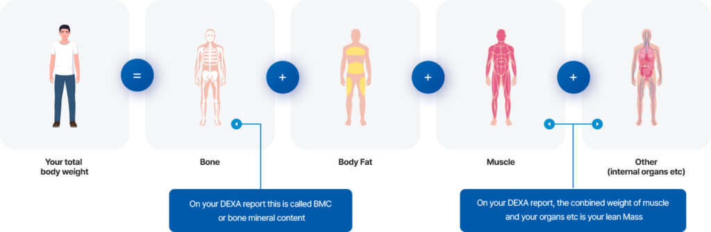 Infografika ACCUNIQ s prehľadom DEXA zložiek: BMC, chudá hmota, tuk, svaly, kosti a ďalšie vnútorné orgány.